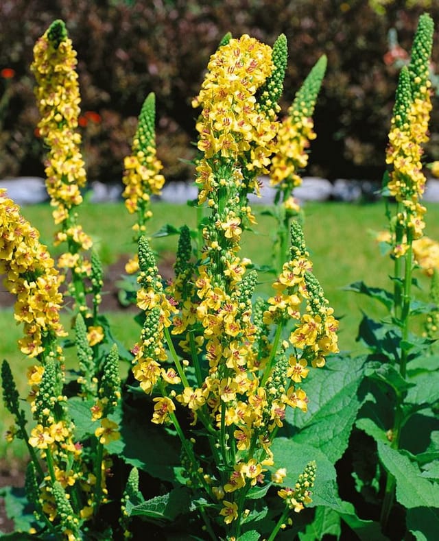 Verbascum Chaixii Sixteen Candles Windblume Ca. 9x9 cm Topf