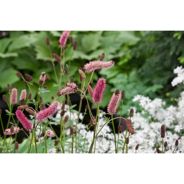 Sanguisorba Menziesii Menzies Blutwurz Ca. 11x11 cm Topf