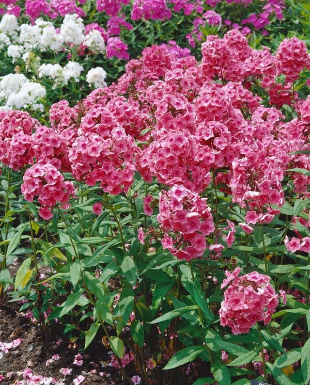 Phlox Paniculata Dorffreude Flammenblume Ca. 11x11 cm Topf