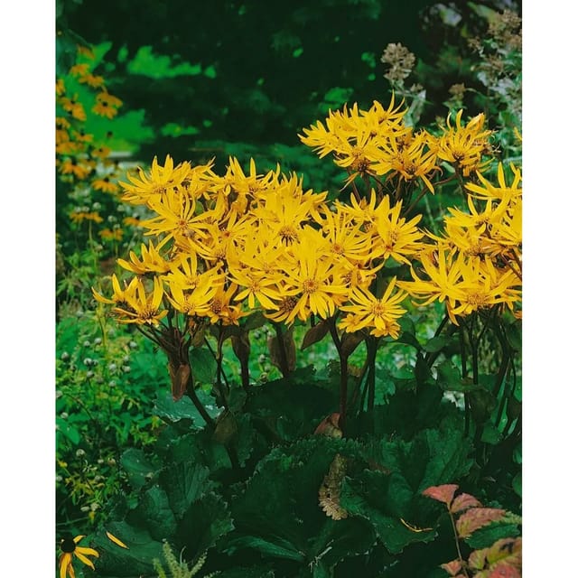 Ligularia Dentata Othello Zahnblatt 11x11 cm Topf