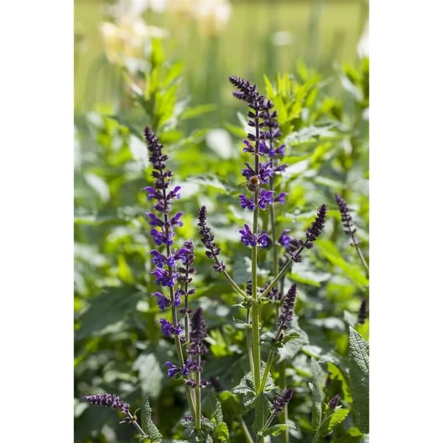 Salvia Nemorosa Mainacht Steppen-Salbei Ca. 9x9 cm Topf