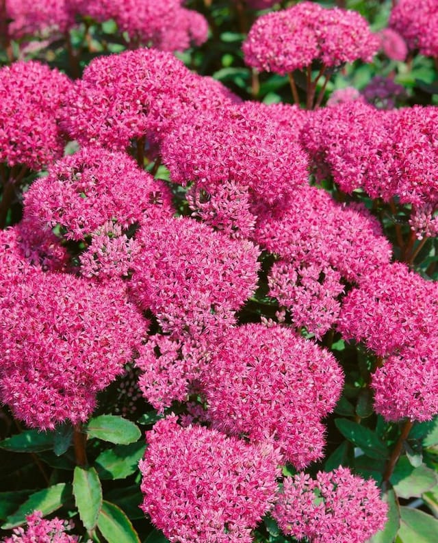 Sedum Spectabile Carl Fetthenne Ca. 11x11 cm Topf