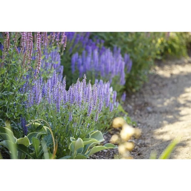 Salvia Nemorosa Amethyst Steppen-Salbei Ca. 9x9 cm Topf