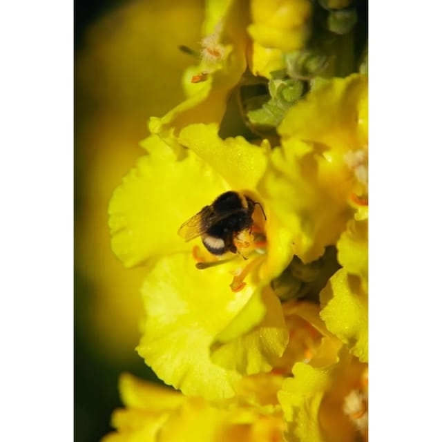 Verbascum Bombyciferum Woll-Ziest Ca. 9x9 cm Topf