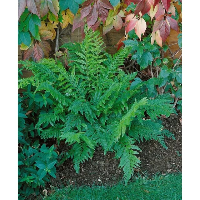 Polystichum Setiferum Prolif.Dahlem Schildfarn Ca. 9x9 cm Topf