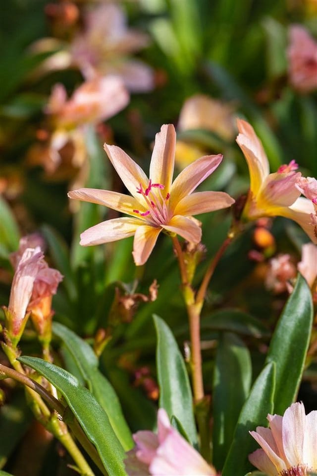 Lewisia Longipetala Little Peach Ca. 9x9 cm Topf