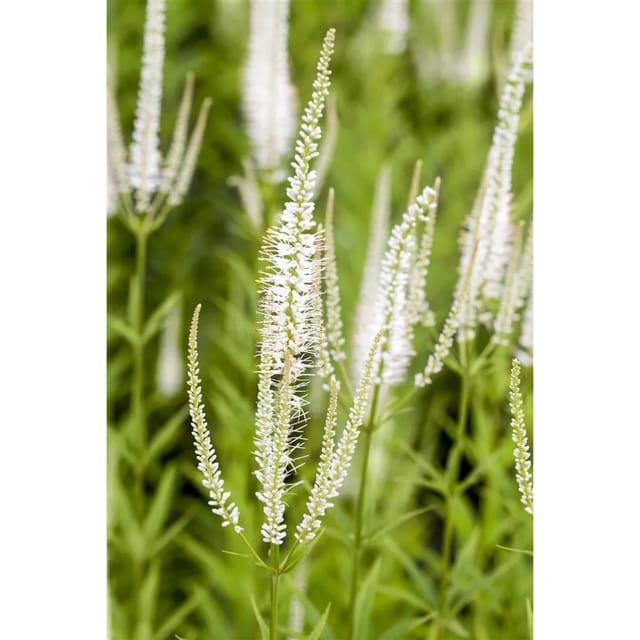 Veronicastrum Virginicum Album Kandelaber Ehrenpreis Ca. 11x11 cm Topf