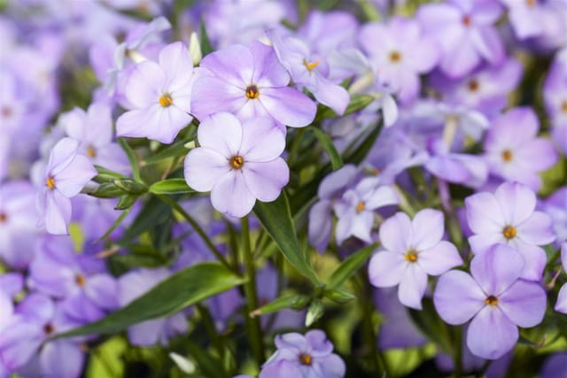 Phlox Paniculata Blue Boy Flammenblume Ca. 11x11 cm Topf