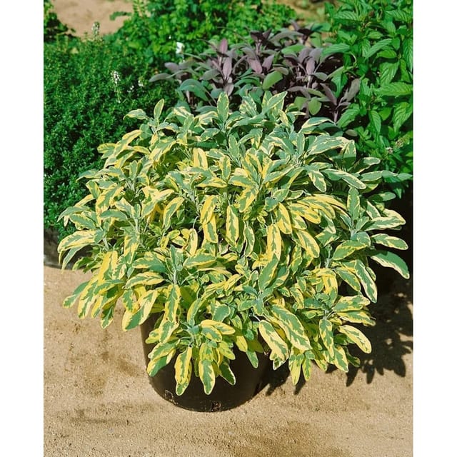 Salvia Officinalis Aurea Echter Salbei Ca. 9x9 cm Topf
