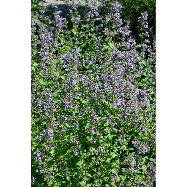 Nepeta Grandiflora Pool Bank Großblütige Katzenminze Ca. 9x9 cm Topf