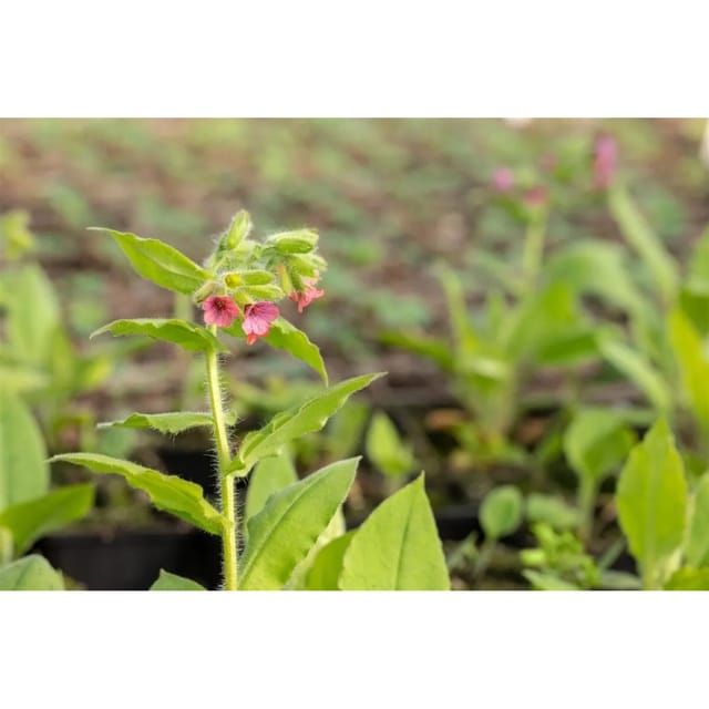 Pulmonaria Rubra Redstart Rote Lungenkraut Ca. 9x9 cm Topf