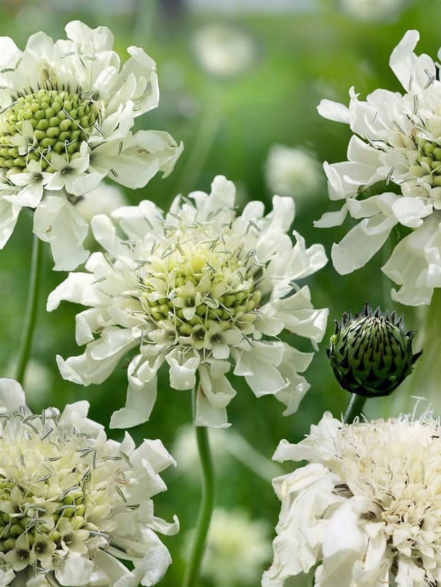 Scabiosa Ochroleuca Gelbe Skabiose Ca. 9x9 cm Topf