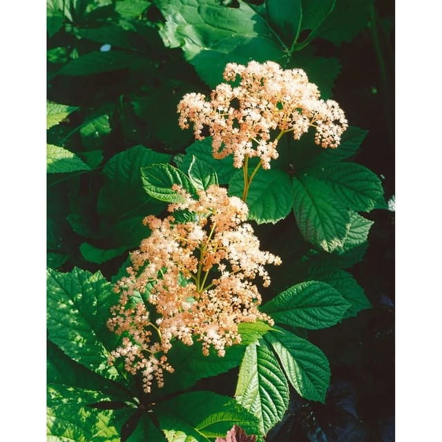 Rodgersia Henrici Schaublatt Ca. 11x11 cm Topf