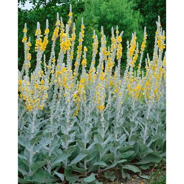 Verbascum Bombyciferum Polarsommer Wollkraut Ca. 9x9 cm Topf