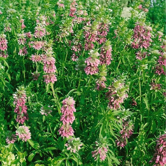 Monarda Fistulosa Feuerschopf Wilde Bergamotte Ca. 9x9 cm Topf