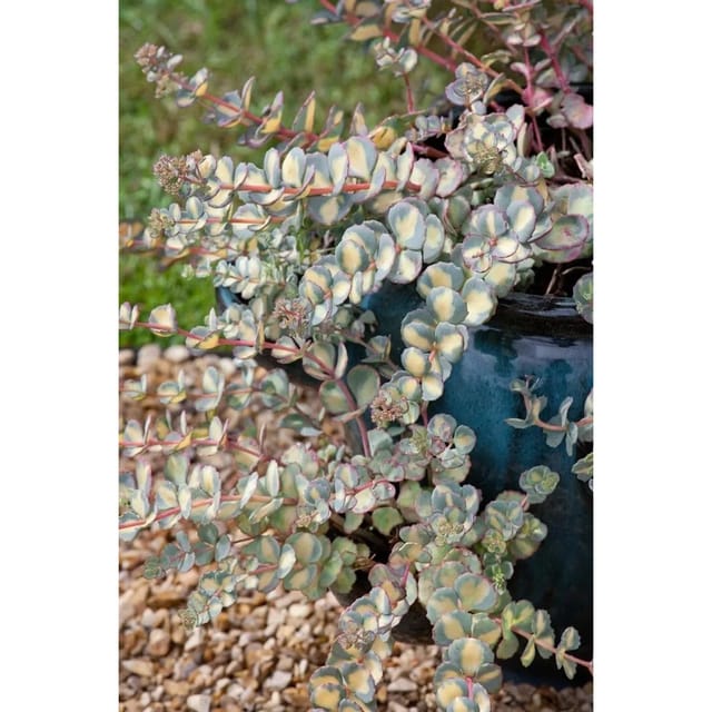 Sedum Sieboldii Mediovariegatum Fetthenne Ca. 9x9 cm Topf