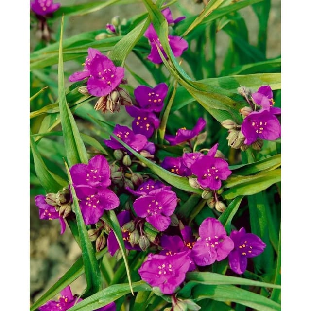 Tradescantia X Andersoniana Valour Dreimasterblume Ca. 9x9 cm Topf