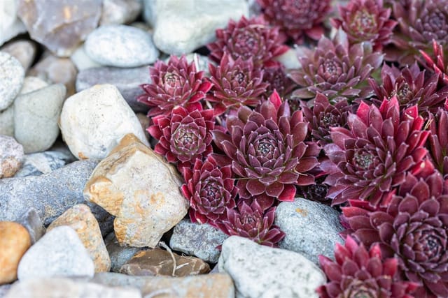 Sempervivum X Cult. Pickwick Hauswurz Ca. 9x9 cm Topf