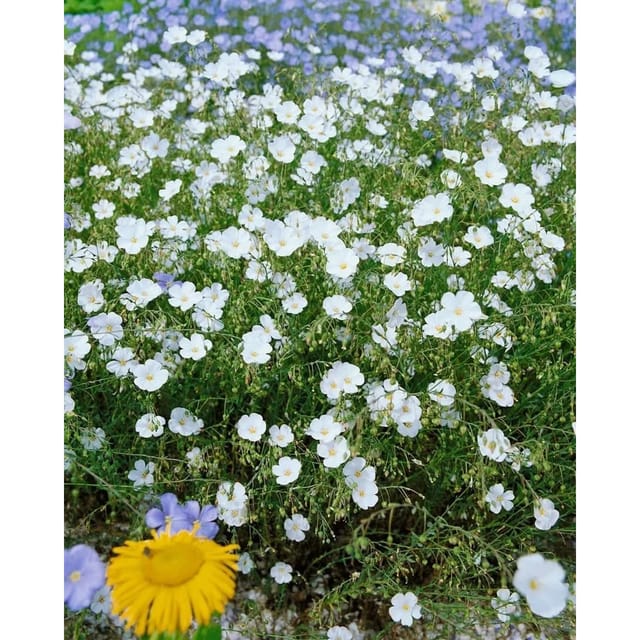 Linum Perenne Album Staudenlein Ca. 9x9 cm Topf