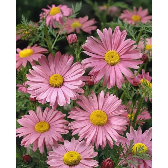 Tanacetum Coccineum Robinsons Rosa Malerblume Ca. 9x9 cm Topf