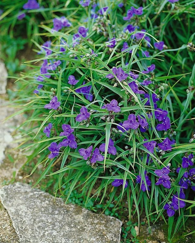 Tradescantia X Andersoniana Bärbel Dreimasterblume Ca. 9x9 cm Topf