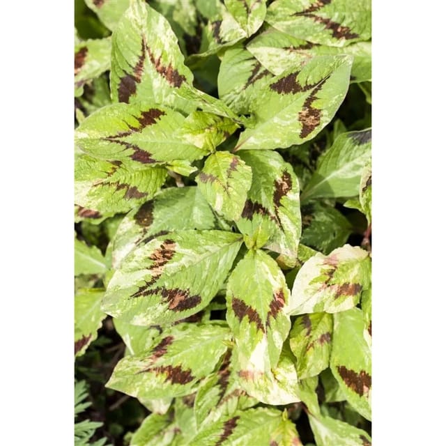 Persicaria Filiformis Schlangenknöterich Ca. 11x11 cm Topf