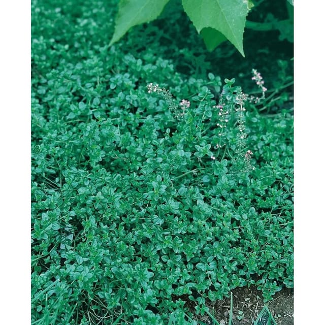 Thymus Pulegioides Quendel Ca. 9x9 cm Topf