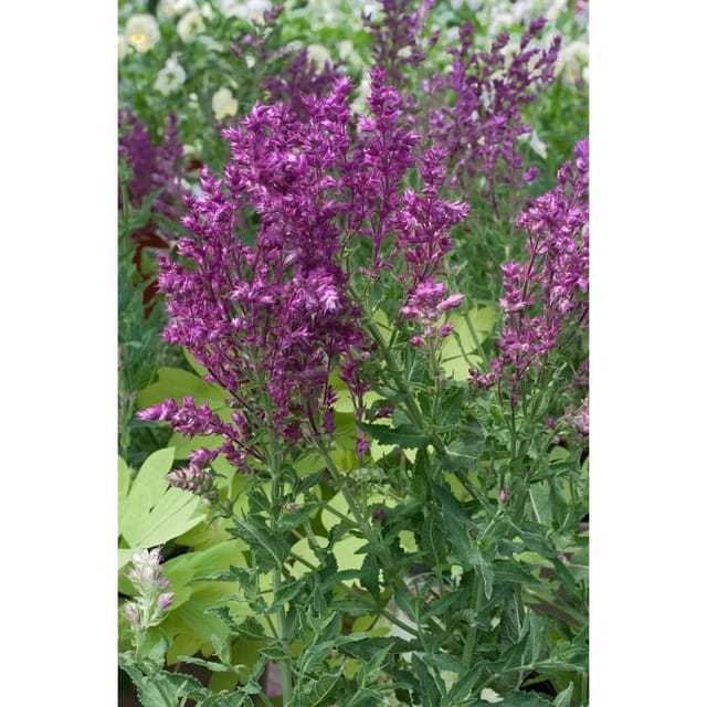 Salvia Nemorosa Schwellenburg Steppen-Salbei Ca. 9x9 cm Topf
