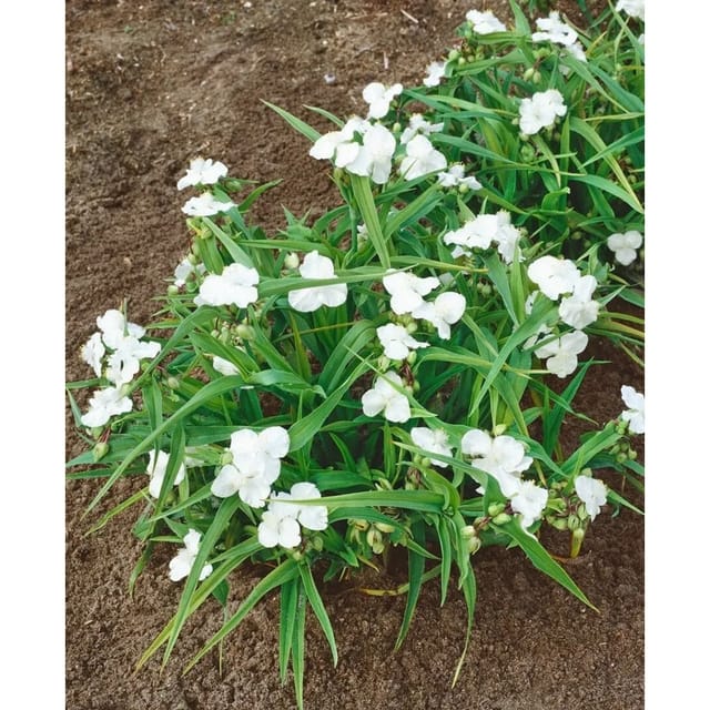 Tradescantia X Andersoniana Innocence Dreimasterblume Ca. 9x9 cm Topf