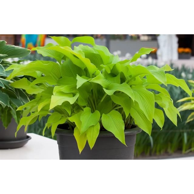 Hosta X Fortunei Sun Power Funkie Ca. 9x9 cm Topf