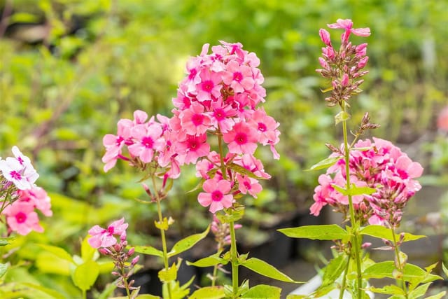 Phlox Paniculata Windsor Flammenblume Ca. 11x11 cm Topf
