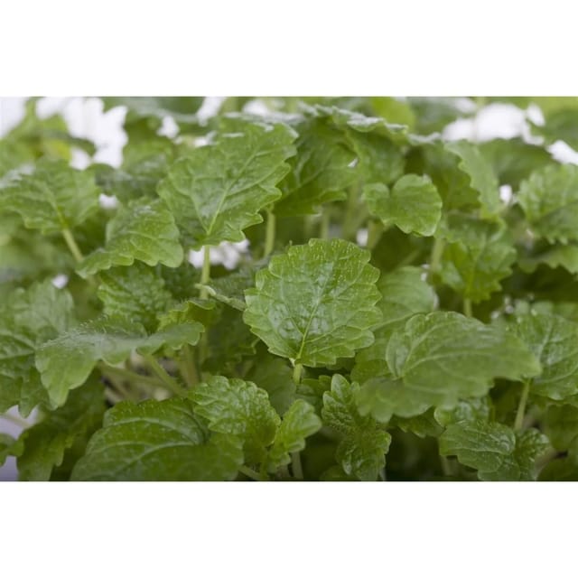 Melissa Officinalis Limonii Zitronenmelisse Ca. 9x9 cm Topf