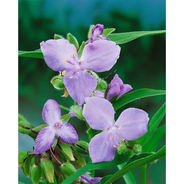 Tradescantia X Andersoniana I.c.weguelin Ca. 9x9 cm Topf