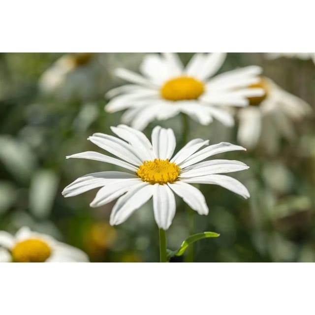 Leucanthemum X Superbum Gruppenstolz Ca. 9x9 cm Topf