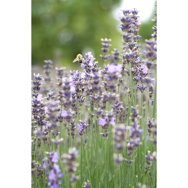 Lavandula Angustifolia Munstead Echter Lavendel Ca. 9x9 cm Topf