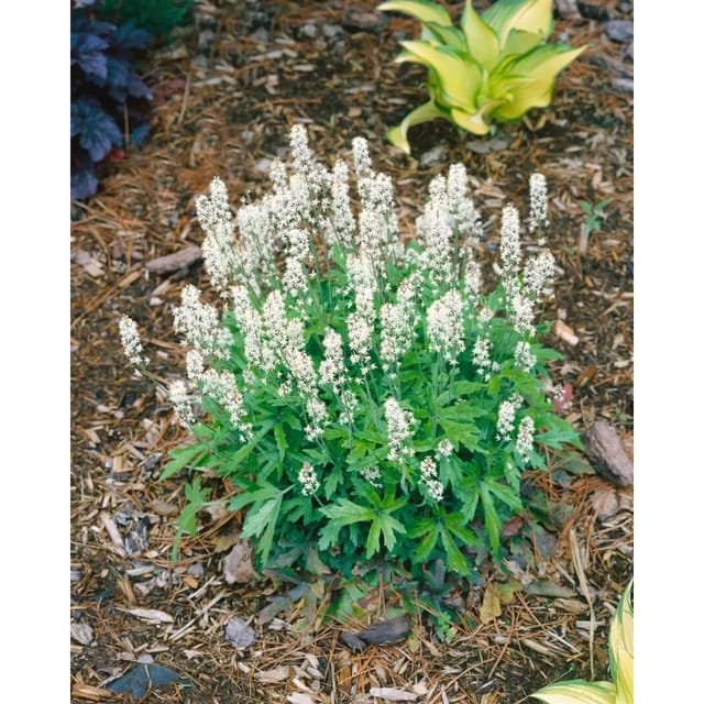 Tiarella Polyphylla Skeleton Key Ca. 11x11 cm Topf