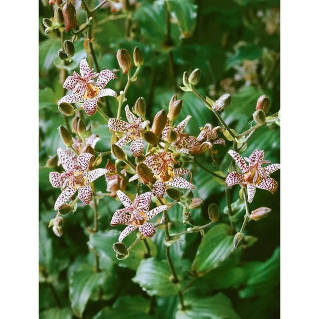 Tricyrtis Formosana Dark Beauty Taiwan Orchidee Ca. 9x9 cm Topf