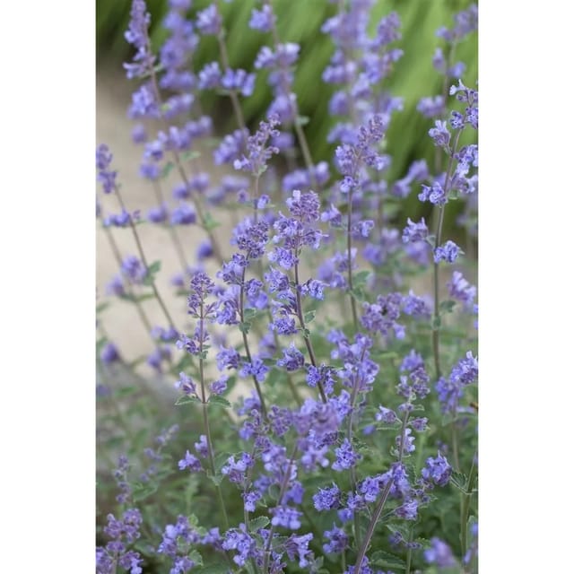 Nepeta X Faassenii Alba Katzenminze Ca. 9x9 cm Topf