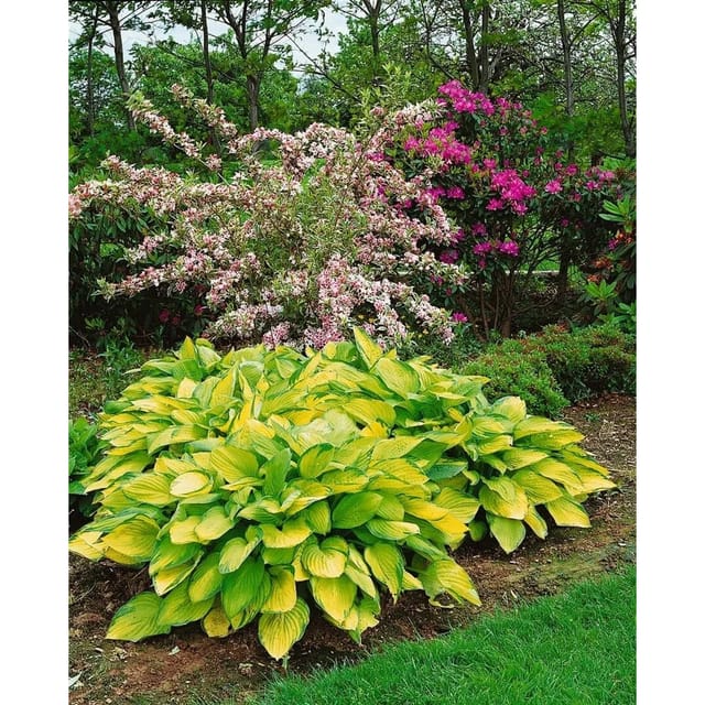 Hosta X Fortunei Gold Standard Funkie Ca. 11x11 cm Topf