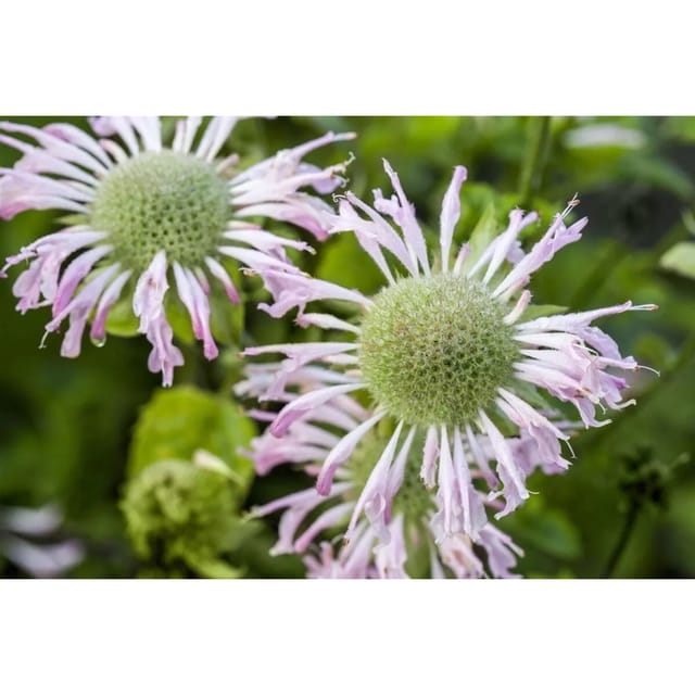 Monarda Fistulosa Fishes Wilde Bergamotte Ca. 9x9 cm Topf