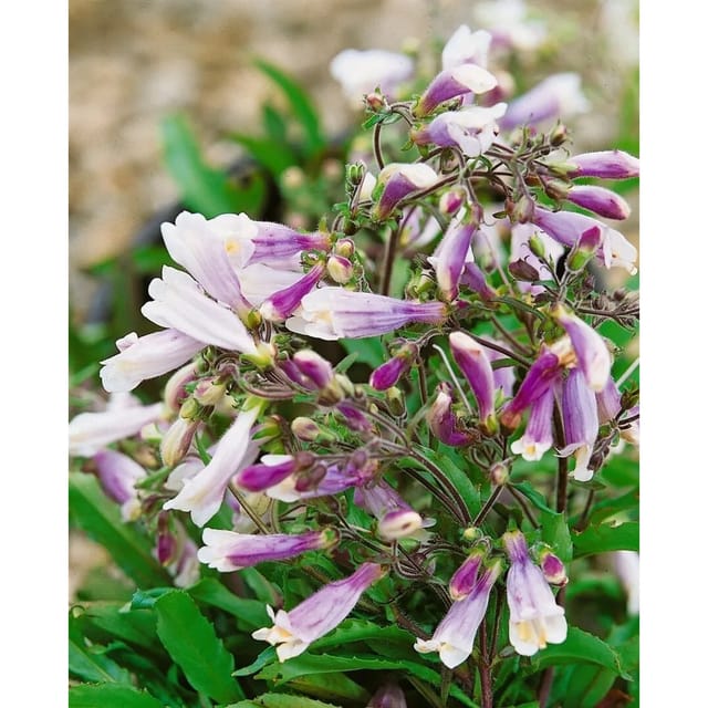 Penstemon Hirsutus Pygmaeus Bartfaden Ca. 9x9 cm Topf