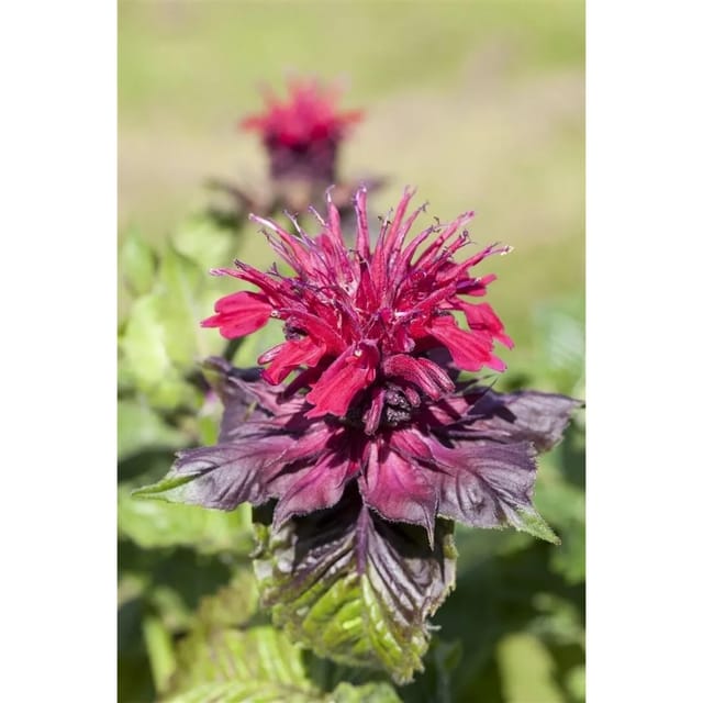 Monarda Didyma Indianernessel Ca. 9x9 cm Topf