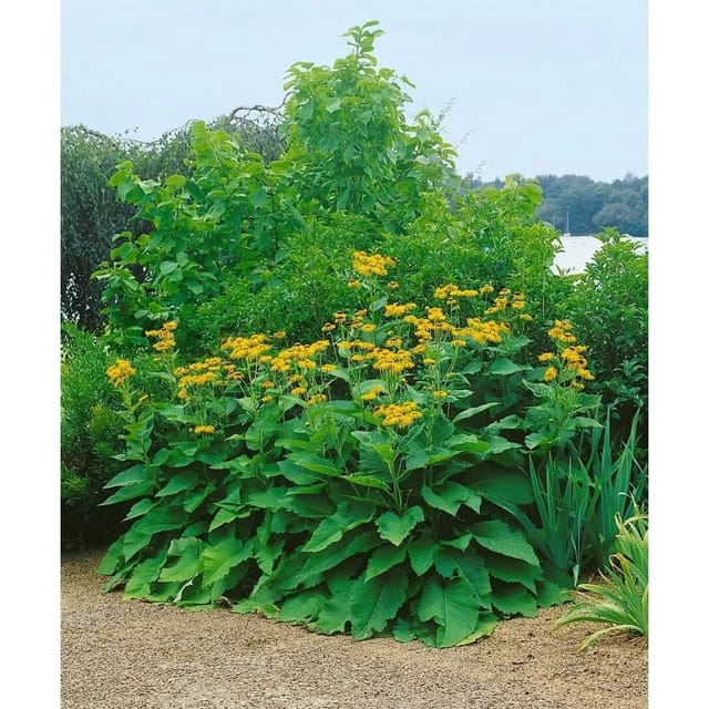 Inula Magnifica Prachtalant Ca. 9x9 cm Topf