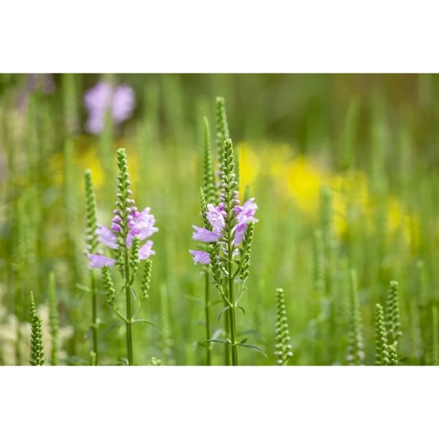 Physostegia Virginiana Bouquet Rose Virginische Gelenkblume Ca. 9x9 cm Topf
