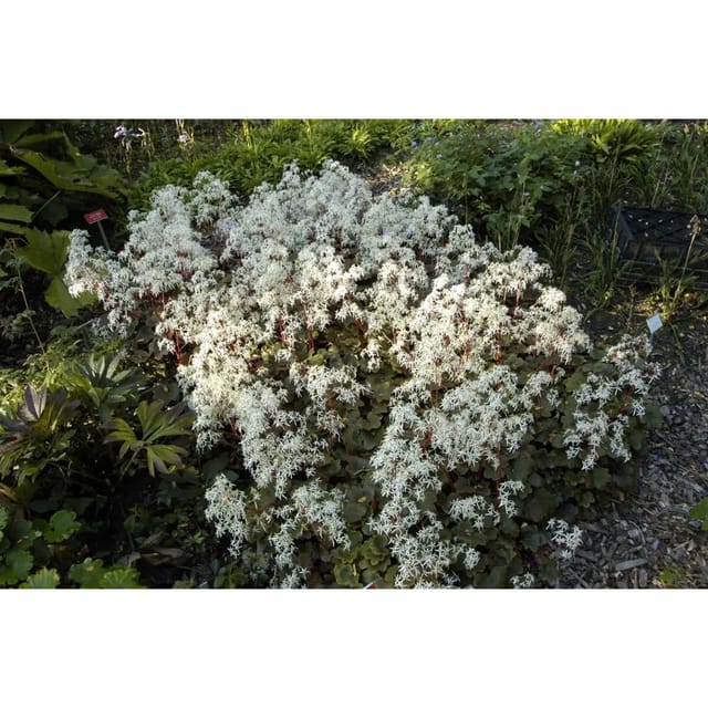 Saxifraga Cortusif.Var.Fort.Rubrifolia Ca. 9x9 cm Topf