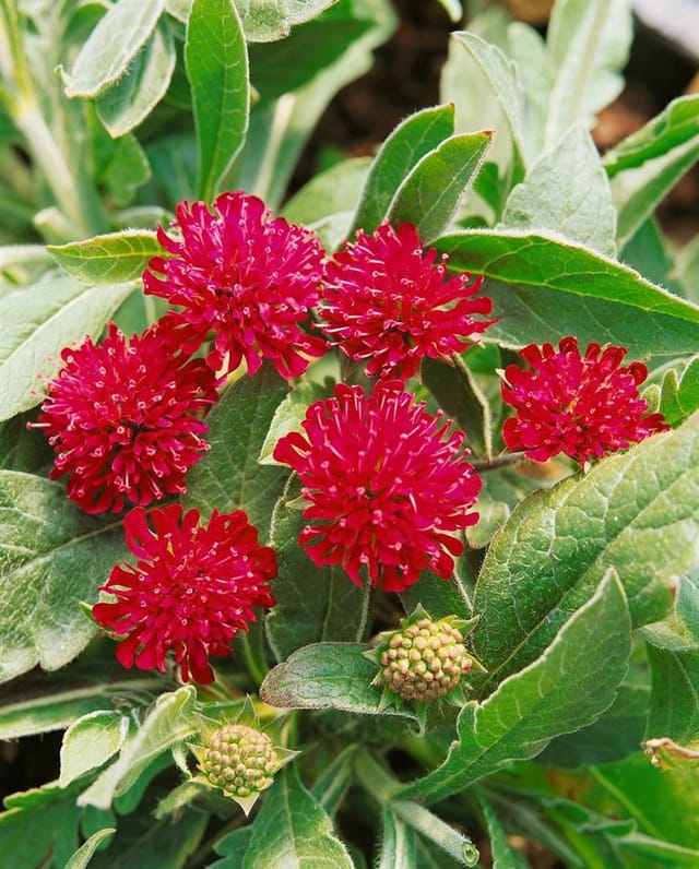 Knautia Macedonica Mazedonische Witwenblume Ca. 9x9 cm Topf