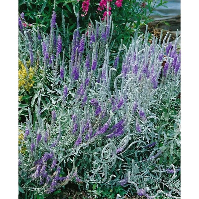 Veronica Spicata Ssp.incana Silber Ehrenpreis Ca. 9x9 cm Topf