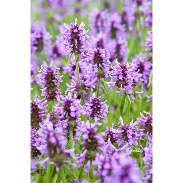Nepeta Nervosa Katzenminze Ca. 9x9 cm Topf