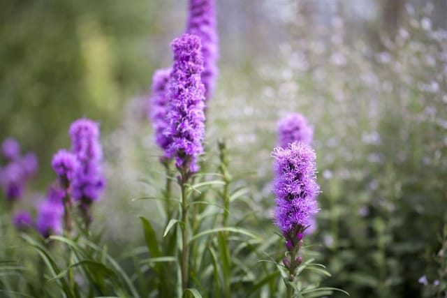 Liatris Spicata Kobold Prachtscharte Ca. 9x9 cm Topf