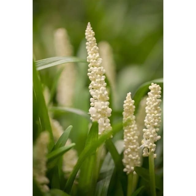 Liriope Muscari Monroe White Lilientraube Ca. 9x9 cm Topf